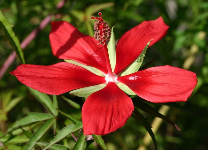 Most Beautiful Flowers in the World